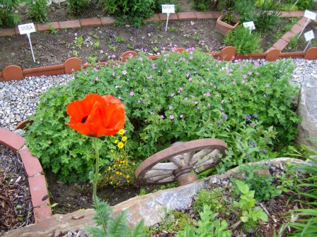 http://www.hildegard-kraeuter-garten.at/media/kraeuterwelt 2010/pflanzen-mohn1.JPG